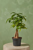 Money Tree