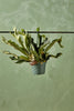 Staghorn Fern