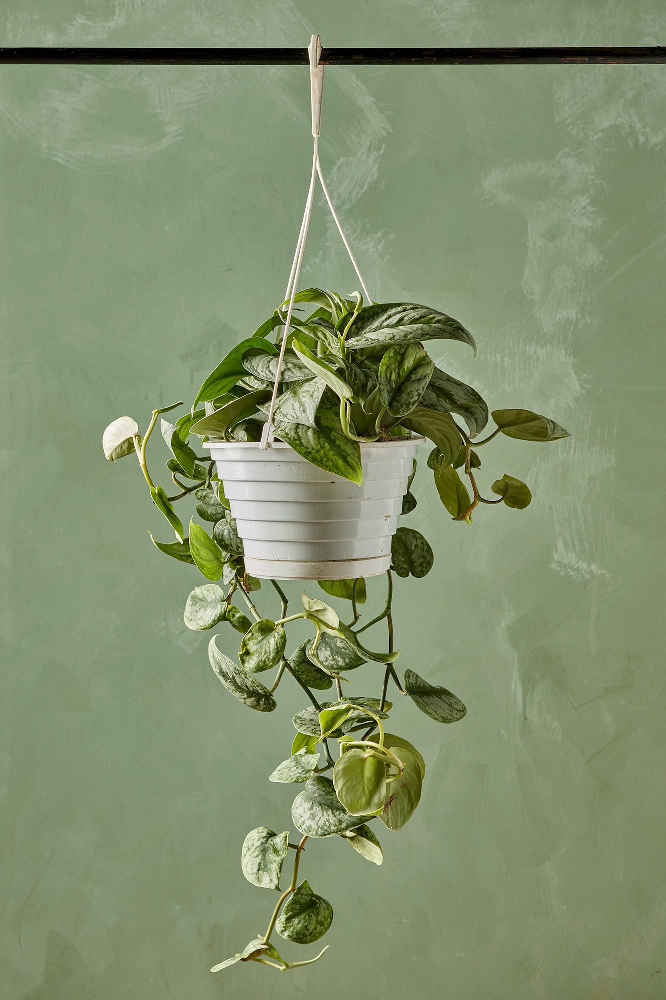 Scindapsus 'Silver Splash'