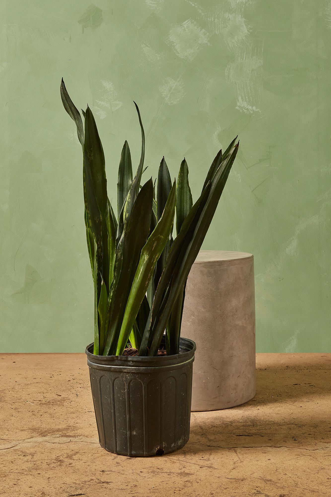 Snake Plant 'Black Tigress'