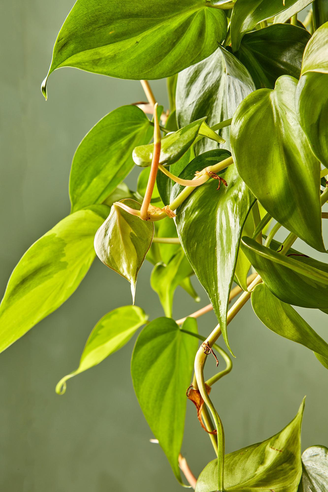 Philodendron 'Brasil'