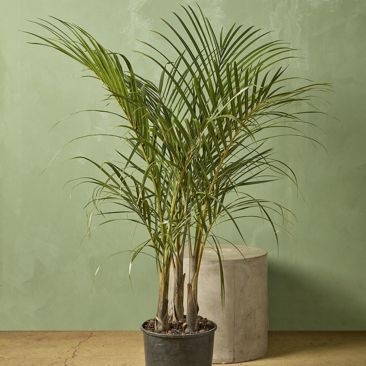 palm house plant Spindle Palm