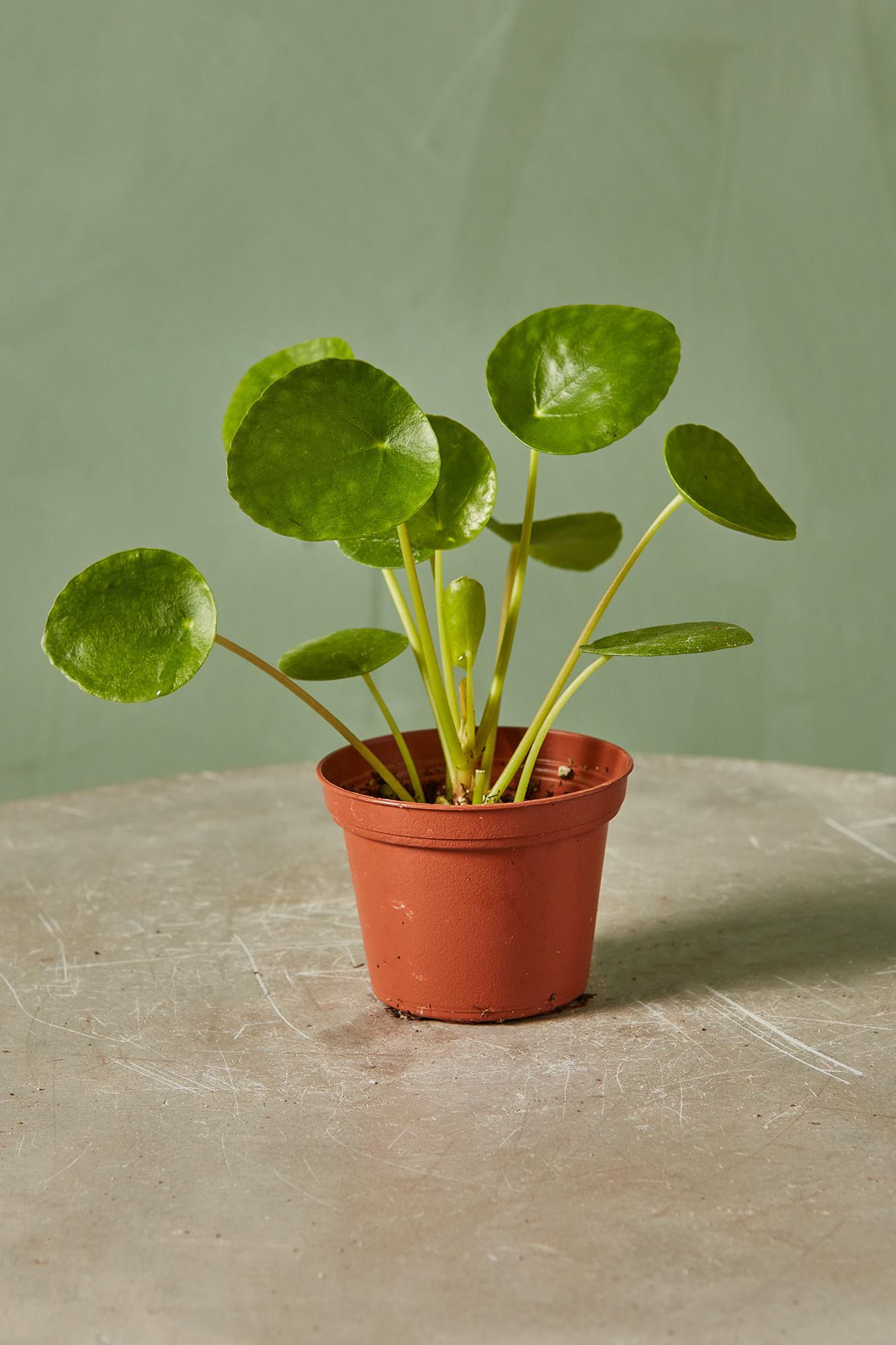 Coin Plant