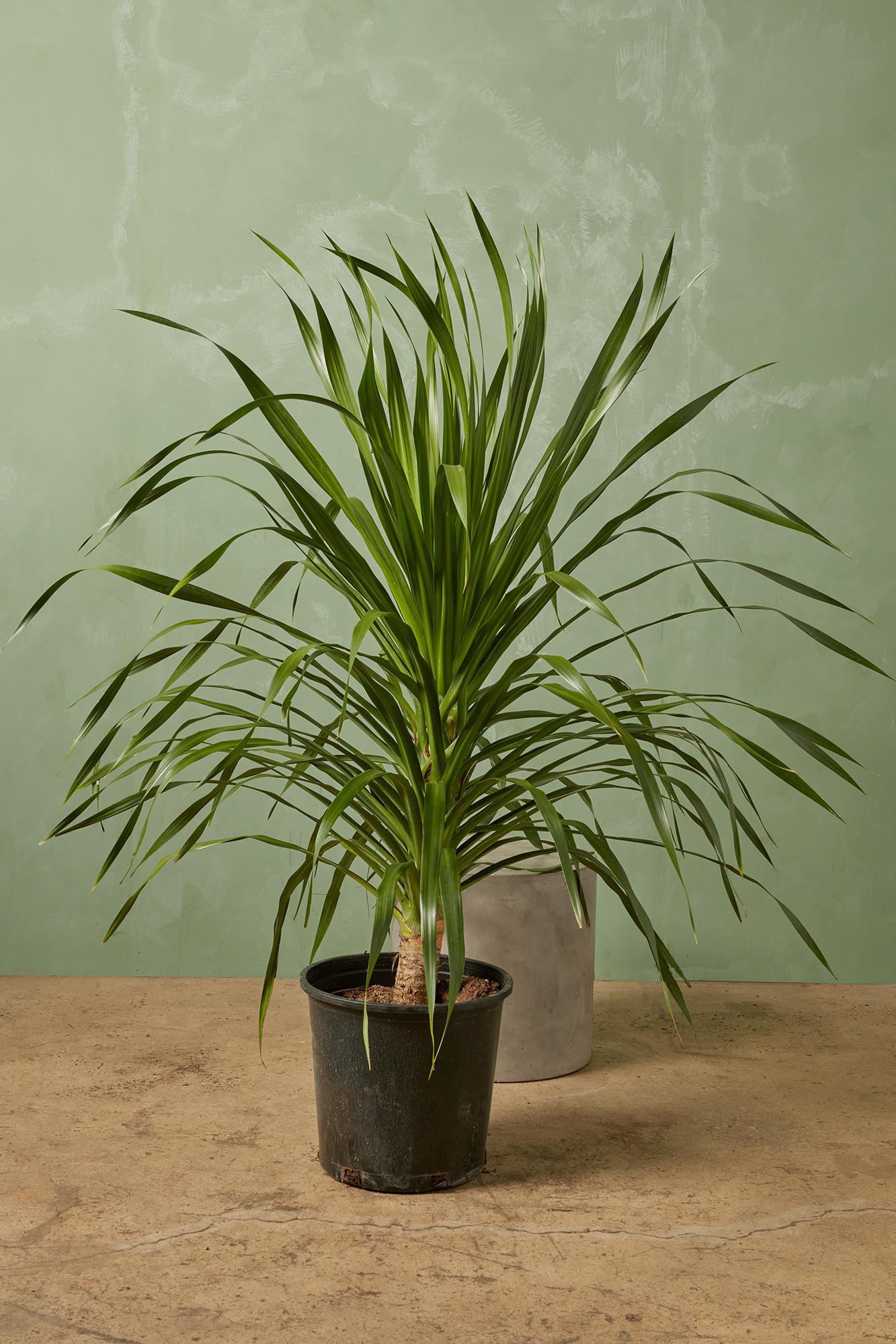 Dracaena arborea