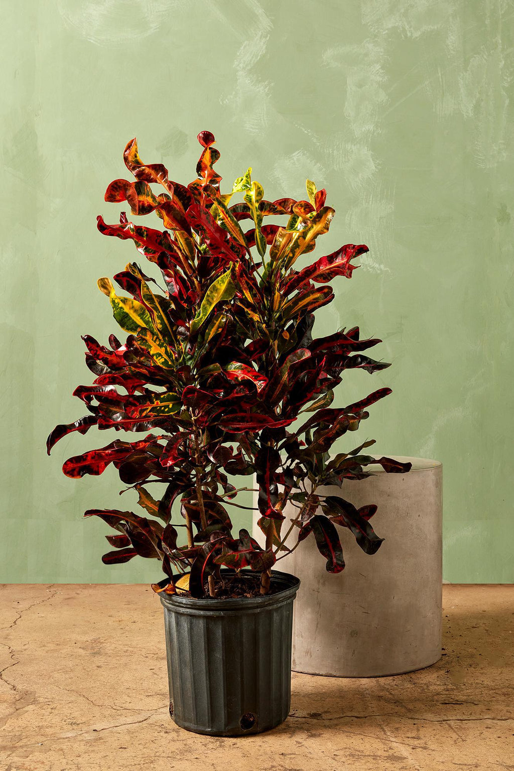 croton mammy starter Croton 'Mammey'