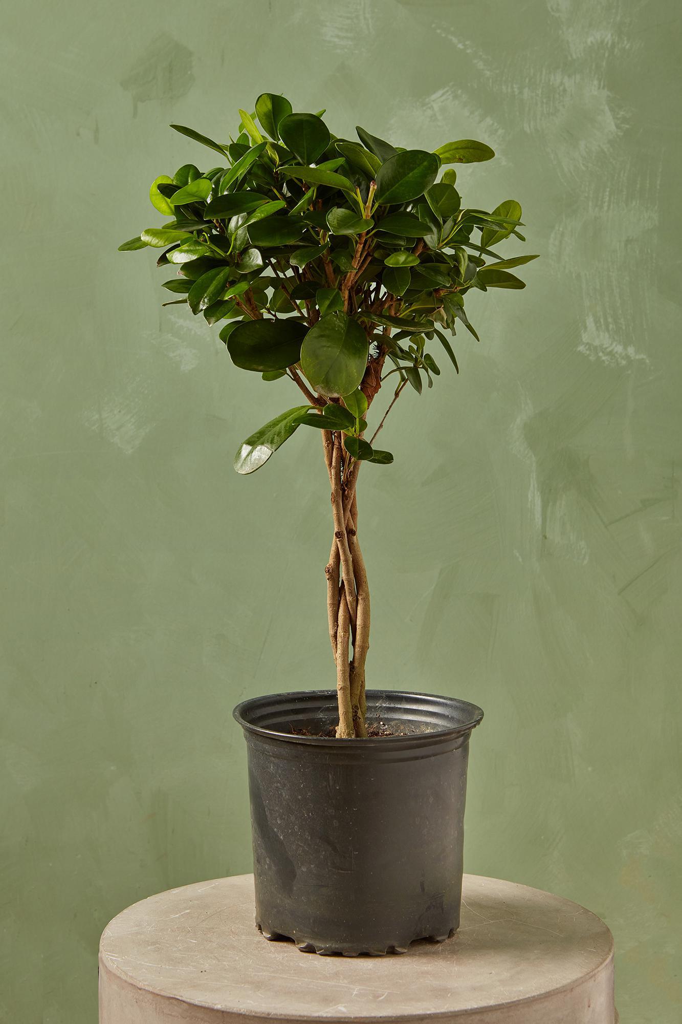 Ficus 'Daniella'