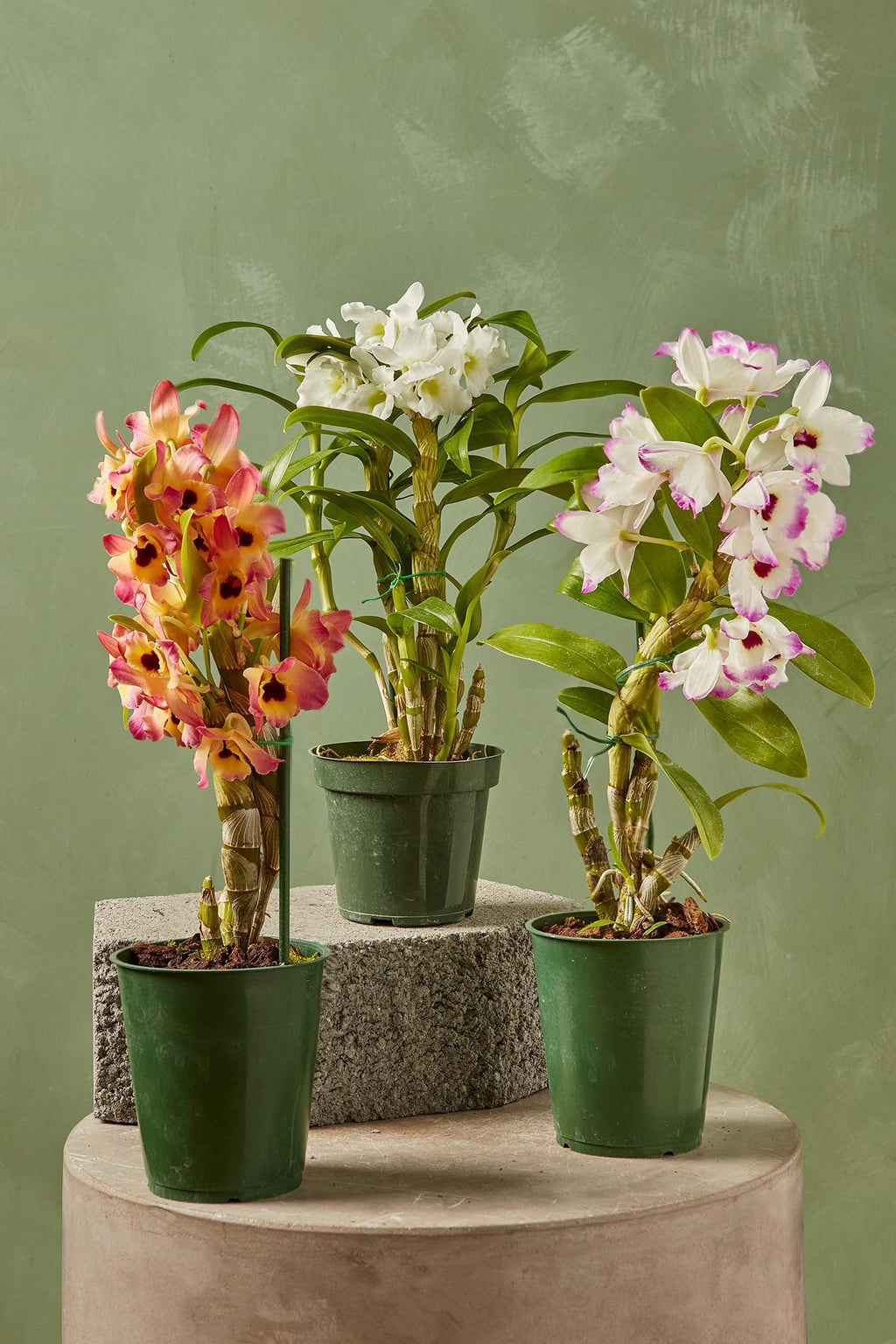 dendrobium nobile potting mix Dendrobium nobile