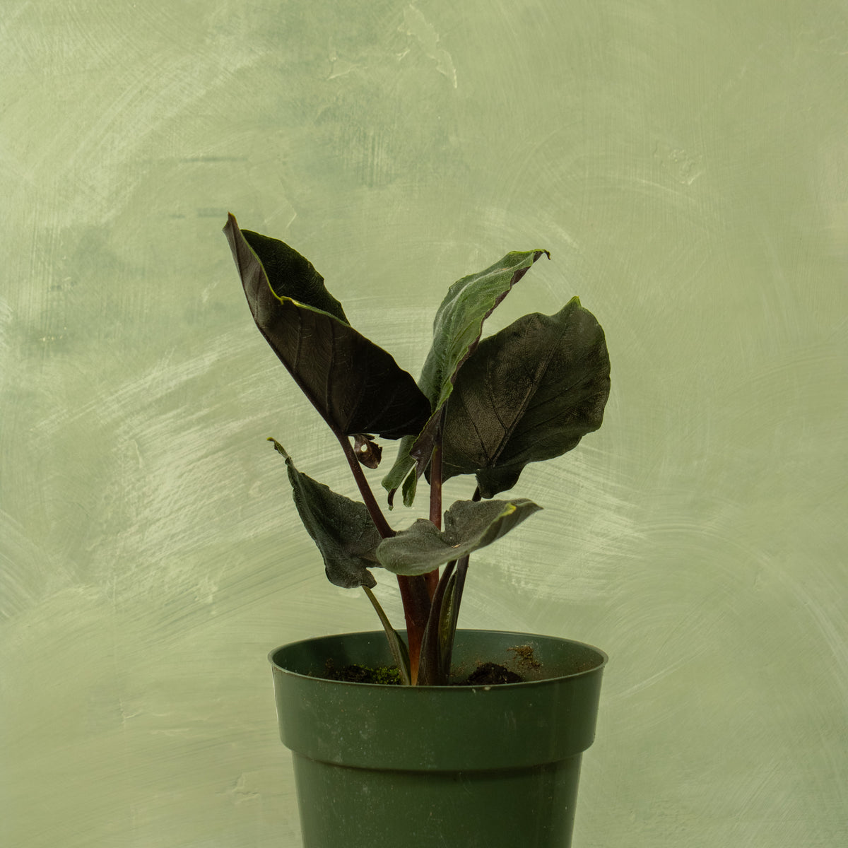 philodendron black velvet Alocasia 'Antoro Velvet'