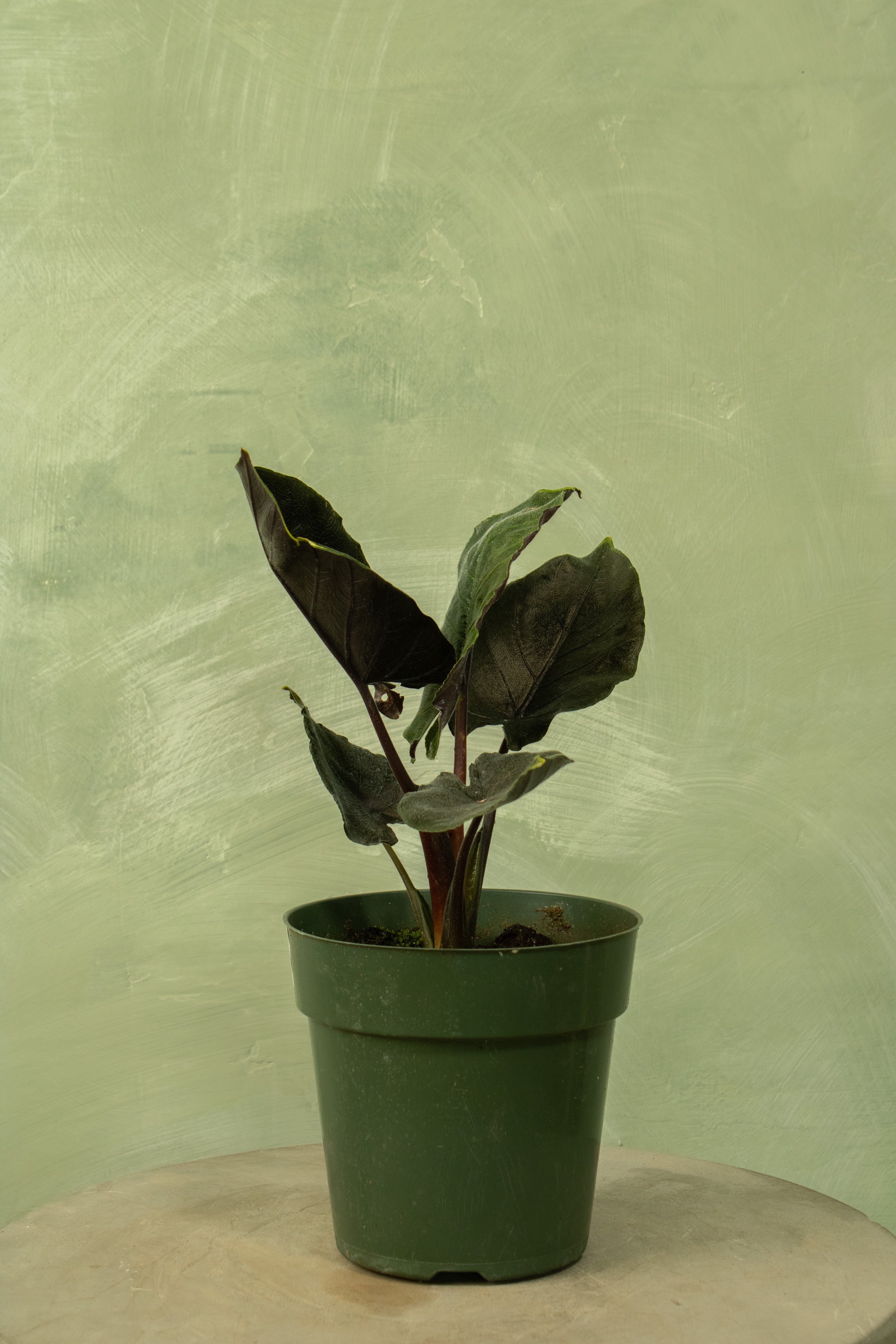 Alocasia 'Antoro Velvet'