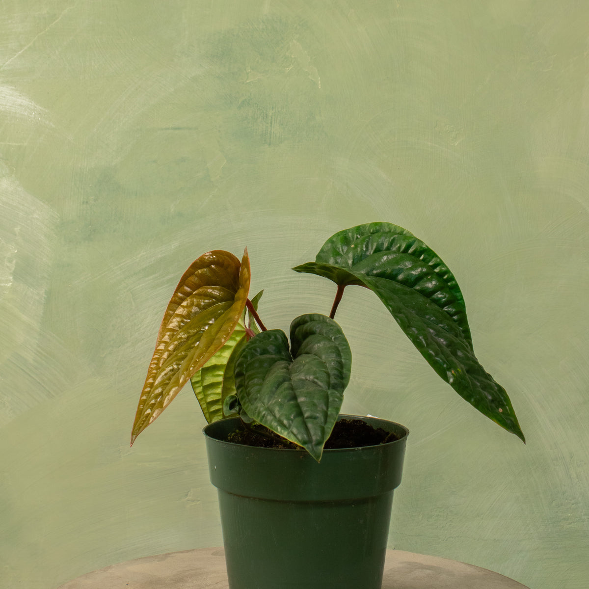 anthurium luxurians Anthurium radicans x luxurians