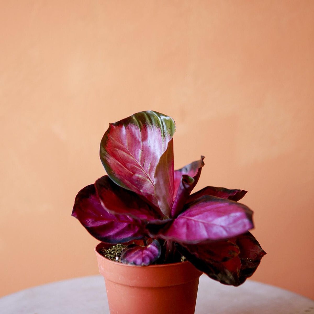 Calathea 'Purple Rose'