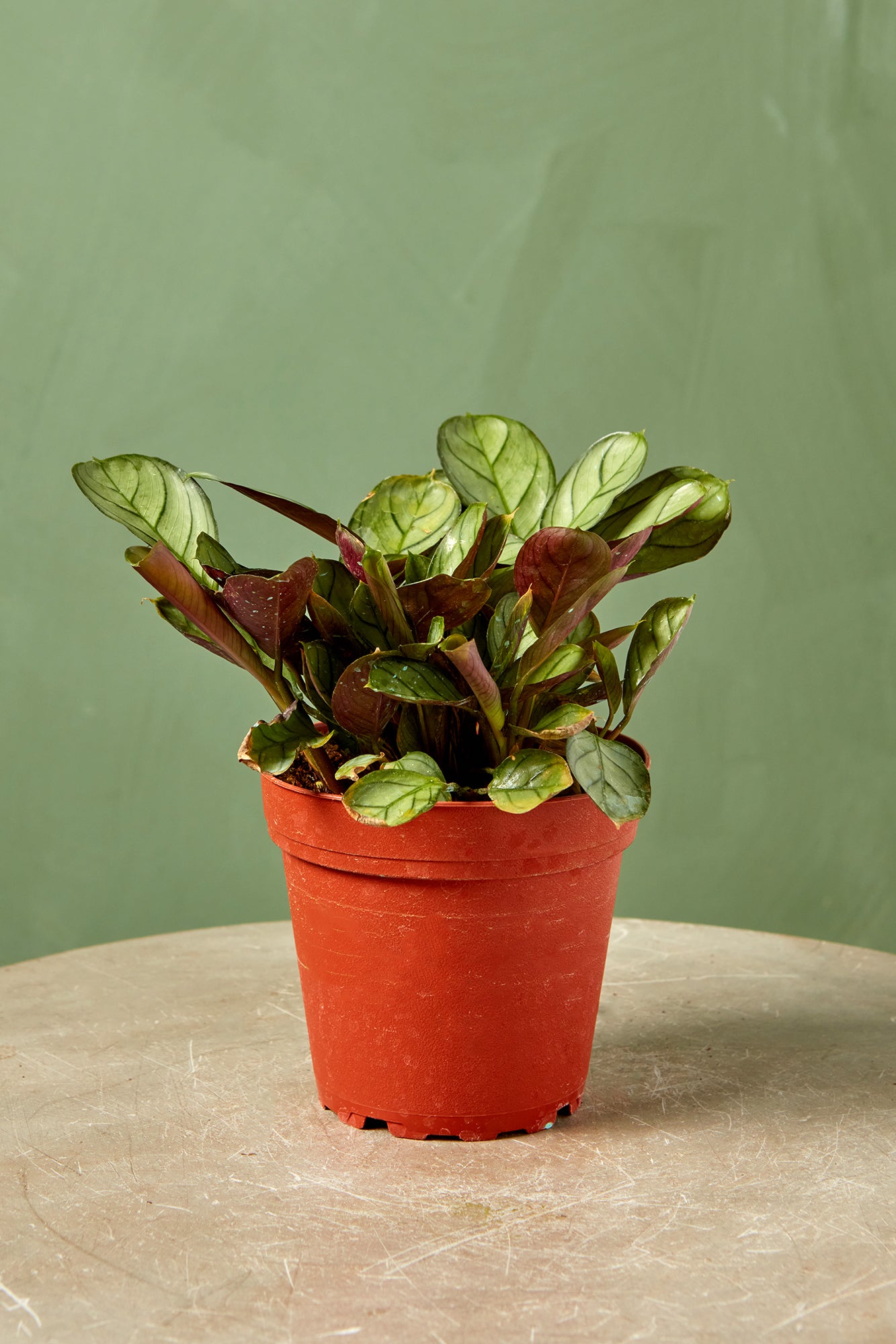 Ctenanthe 'Amagris'