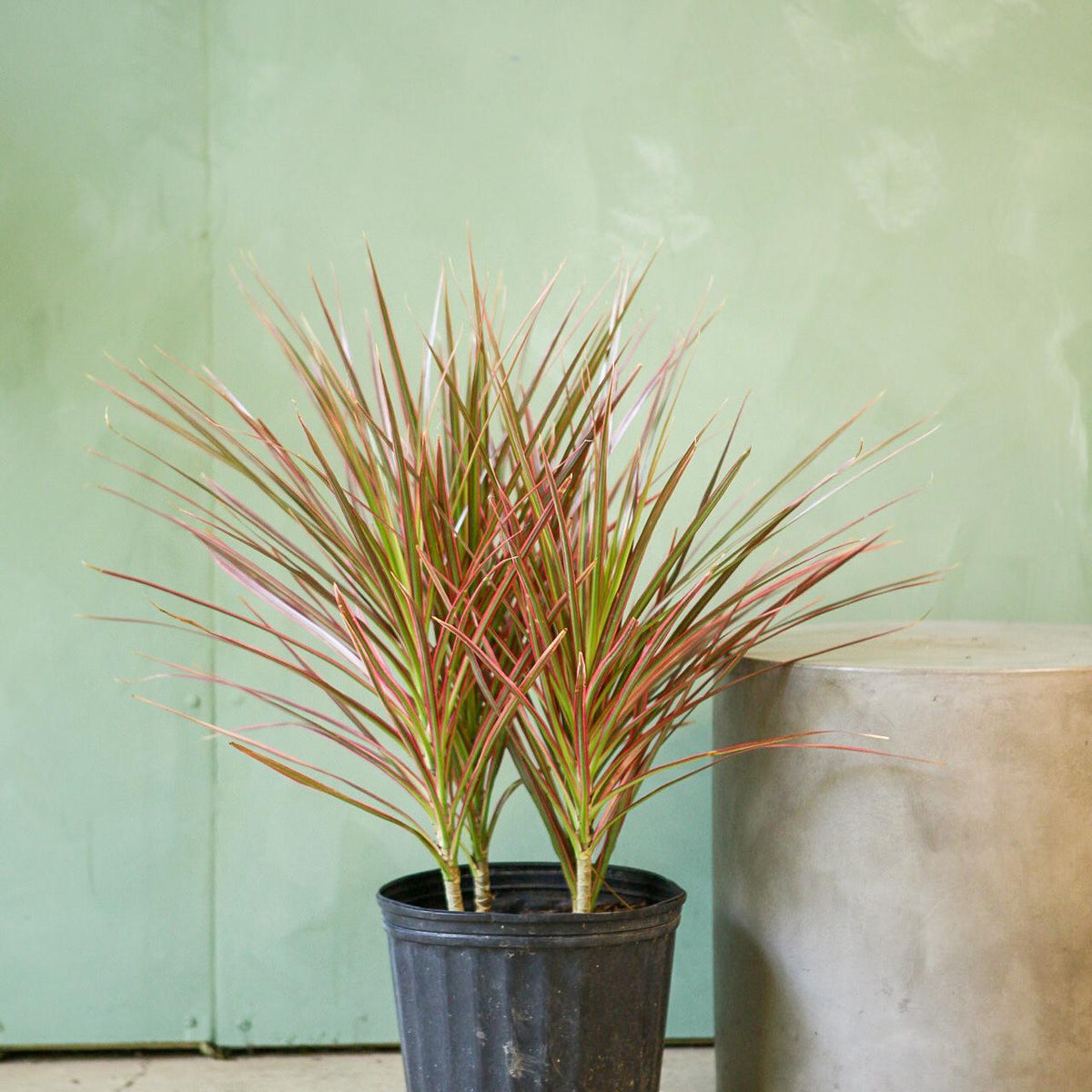 Dracaena 'Colorama'