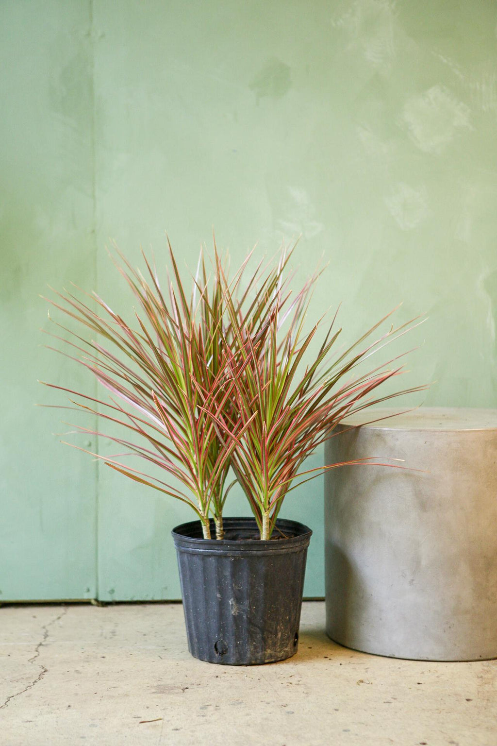 dracaena colorama indoor Dracaena 'Colorama'