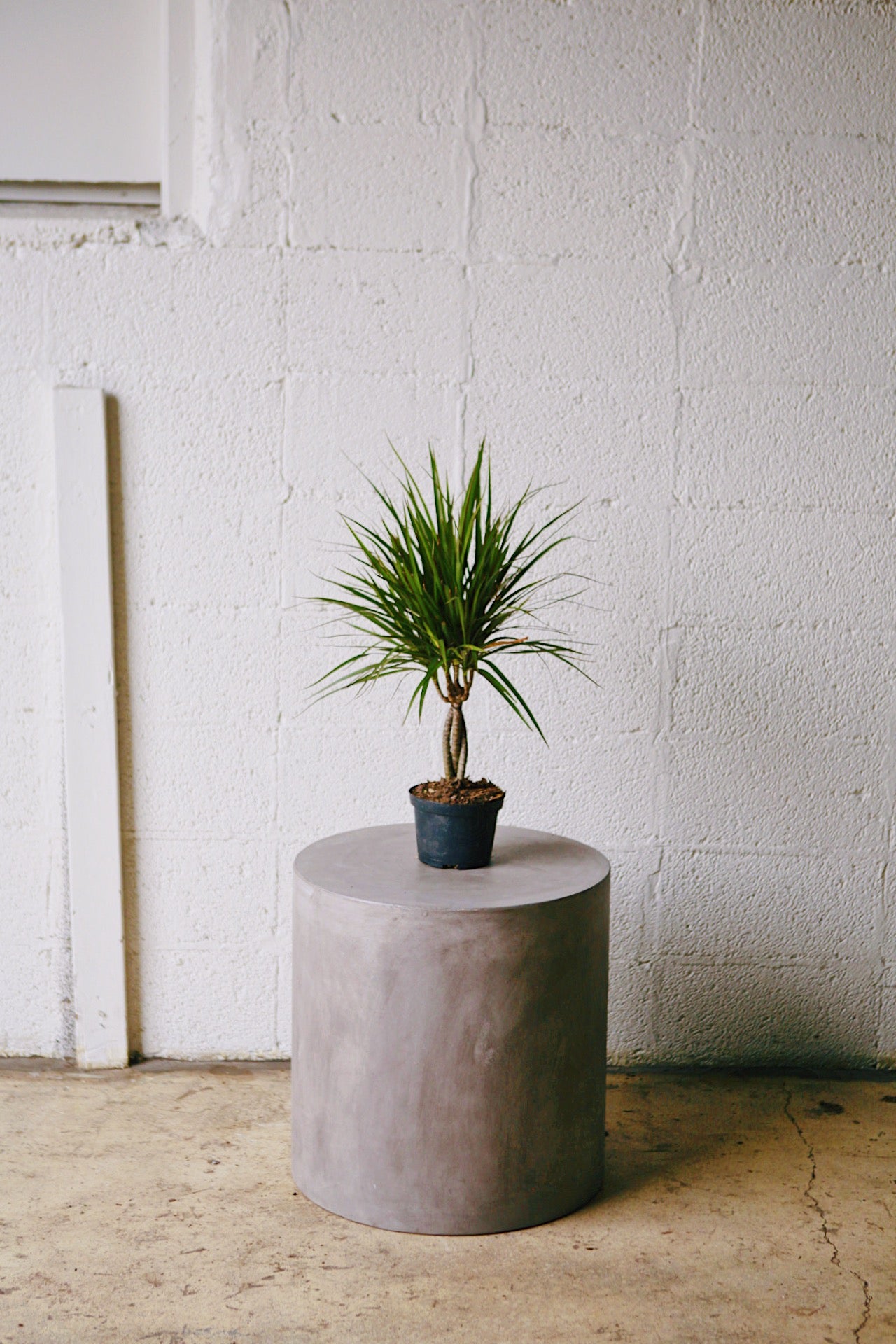 dracaena plant pot Dracaena marginata 10" Twist