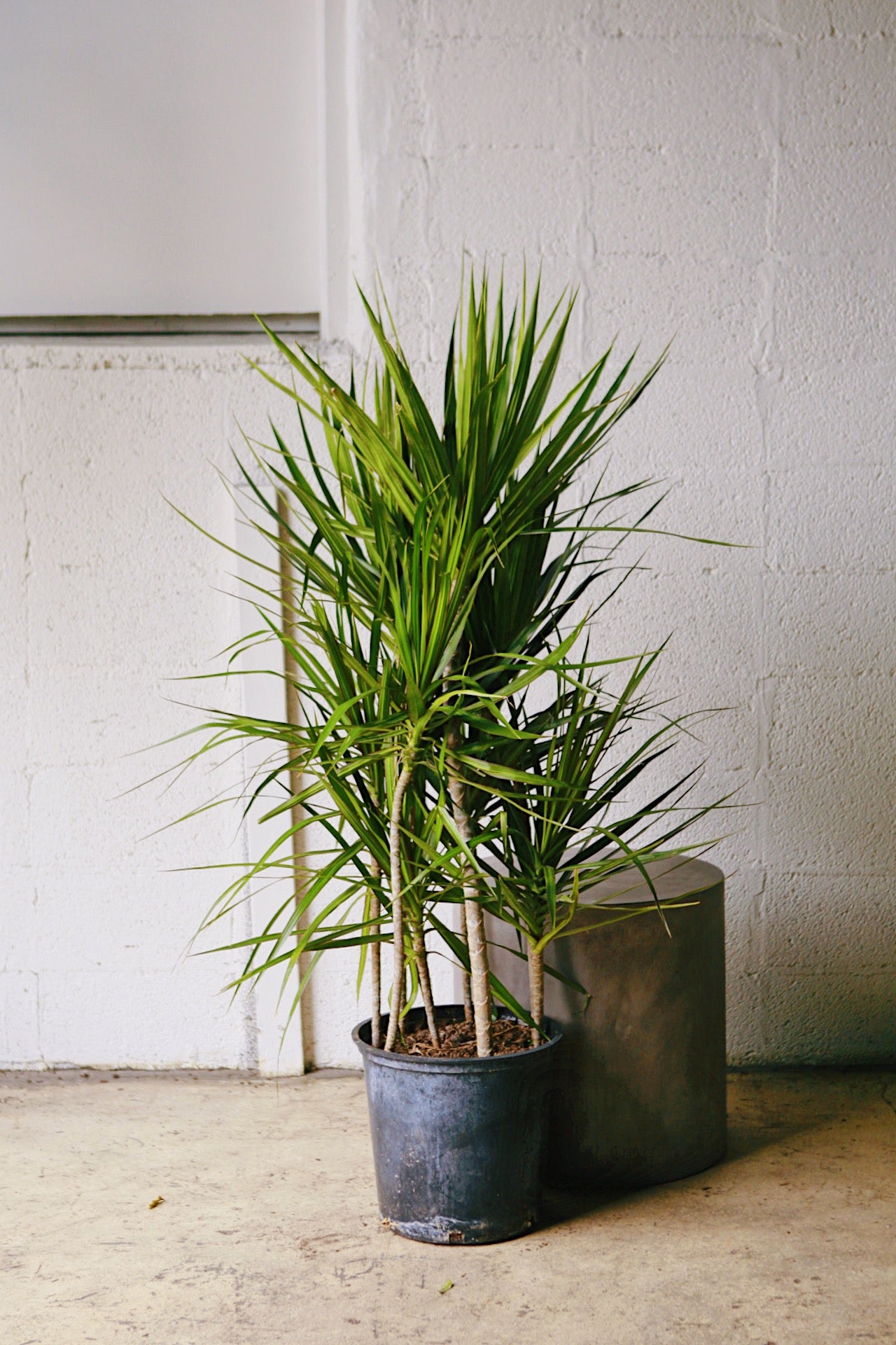 dracaena marginata 120cm house plants delivered Dracaena marginata 10" Twist