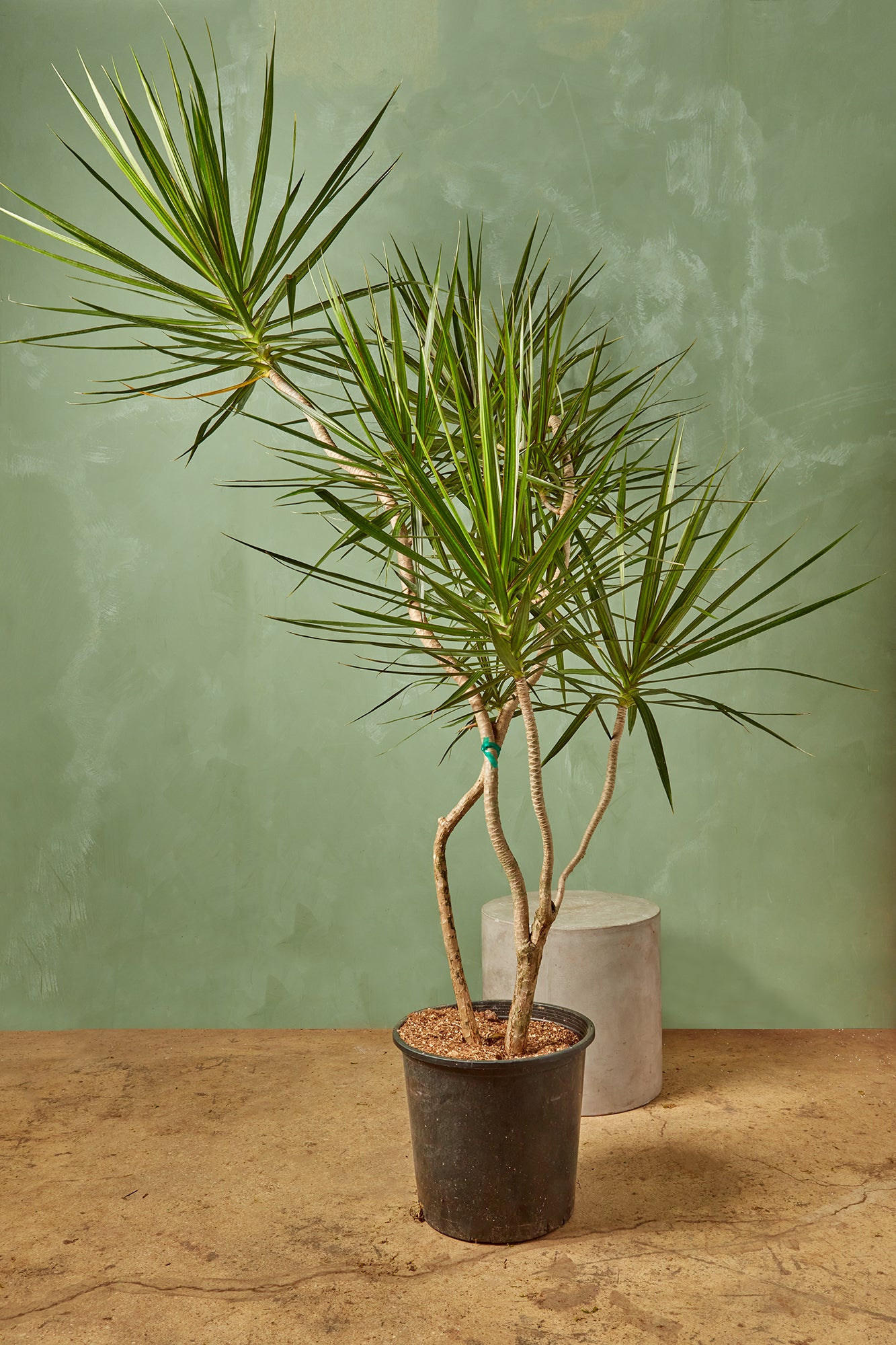 Dracaena marginata