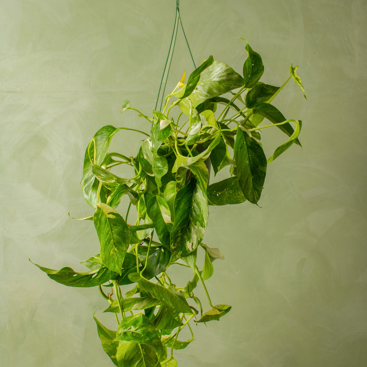 pothos epipremnum pinnatum albo variegata Epipremnum pinnatum 'Albo'