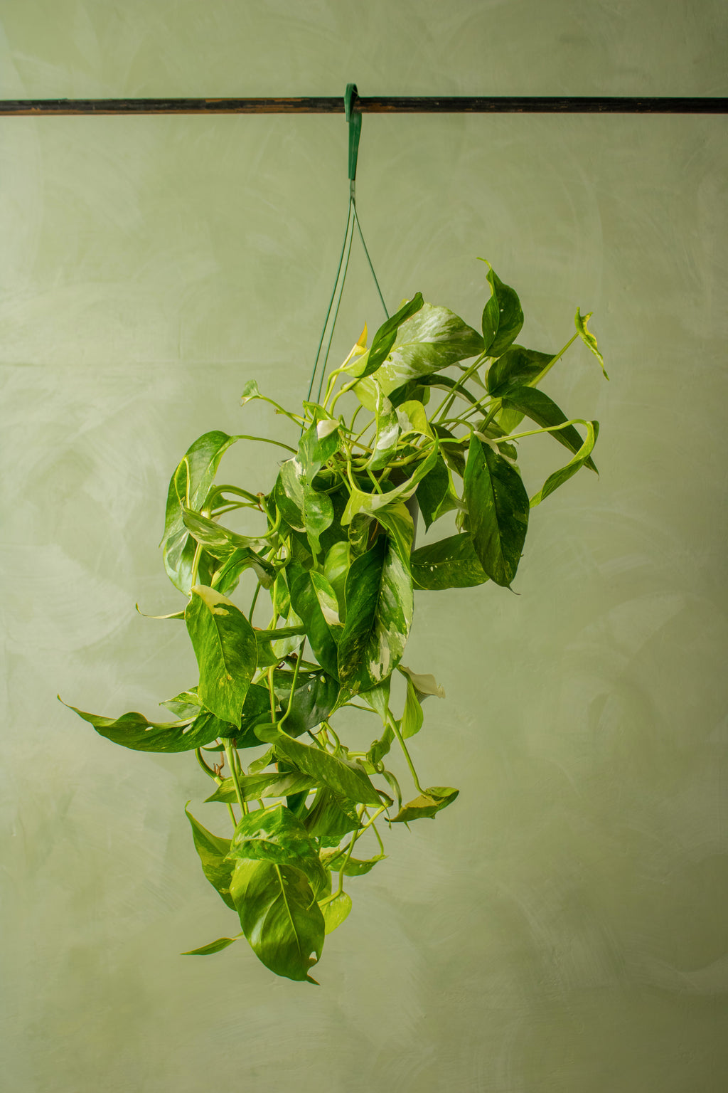 pothos albo Epipremnum pinnatum 'Albo'