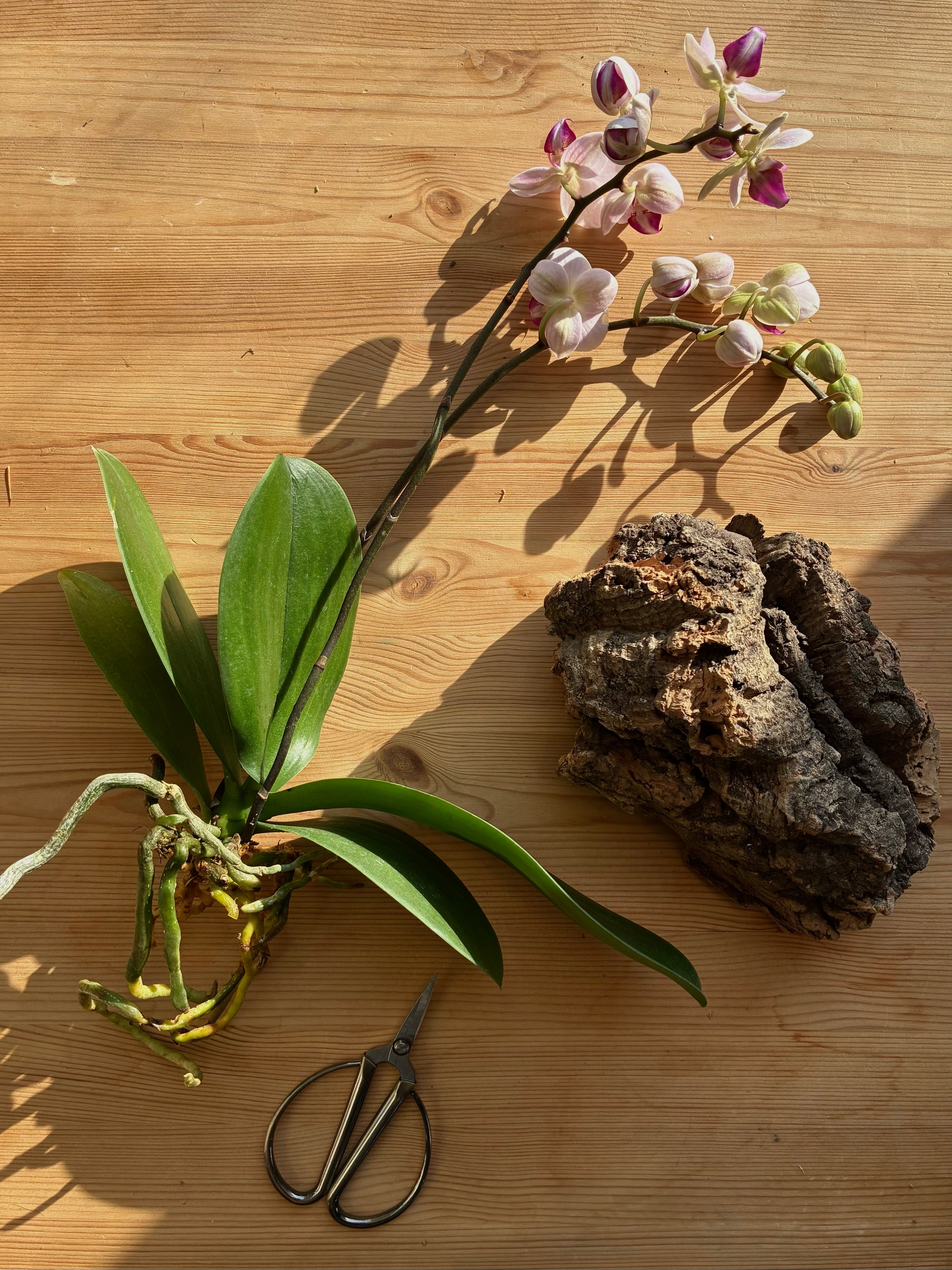 Mounted Orchid Workshop @ Cabin John - 7pm on March 30th