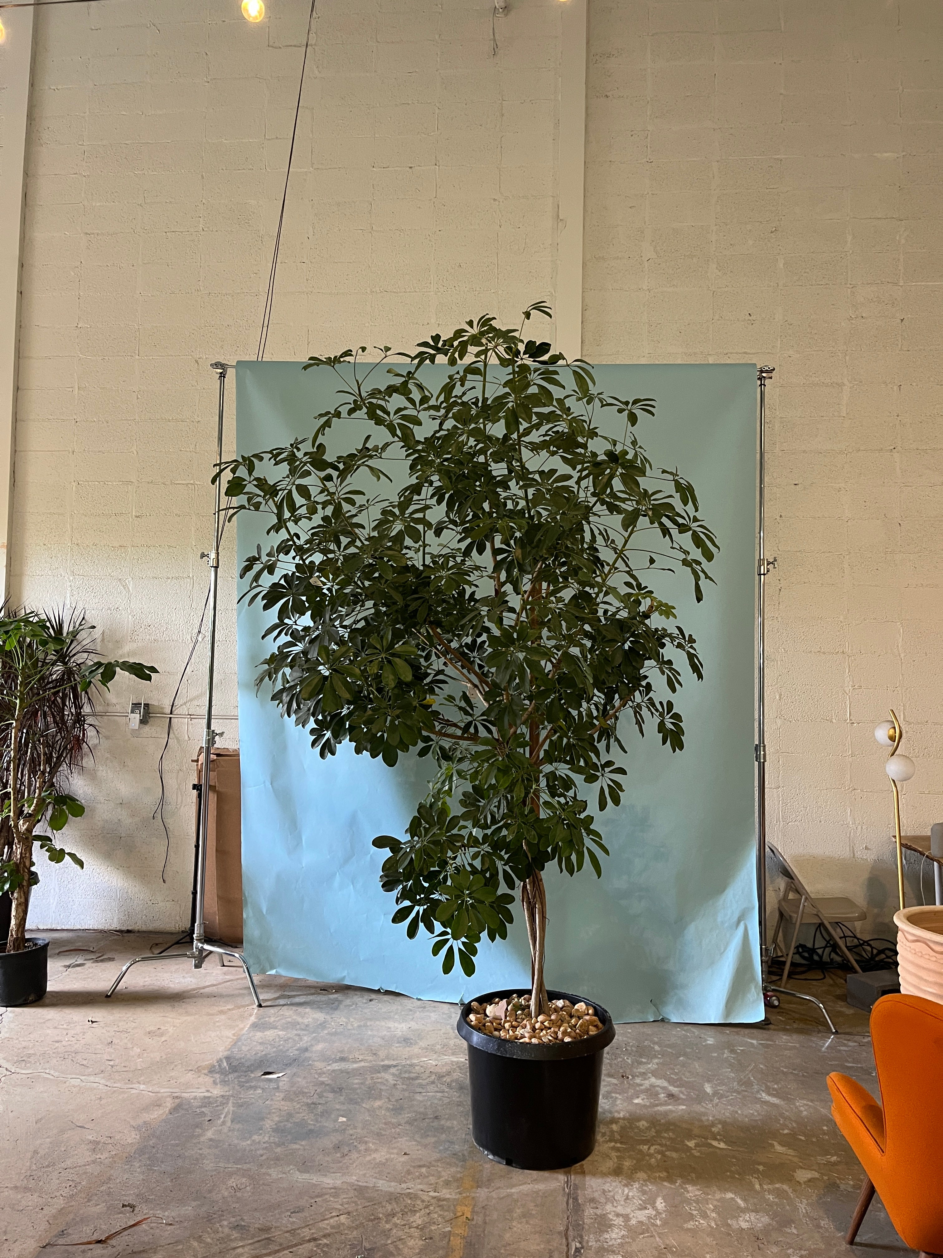 Umbrella Tree