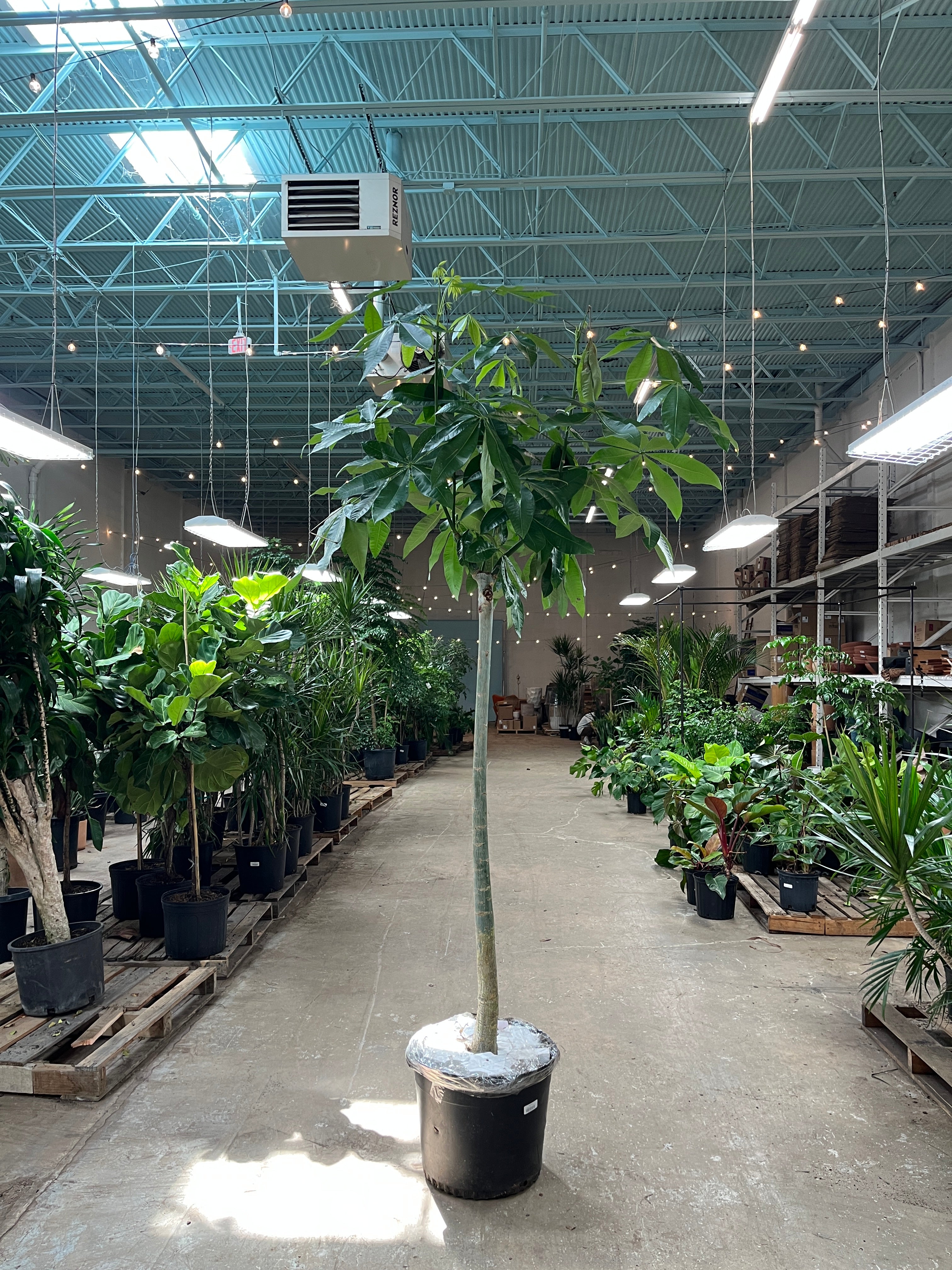 Money Tree