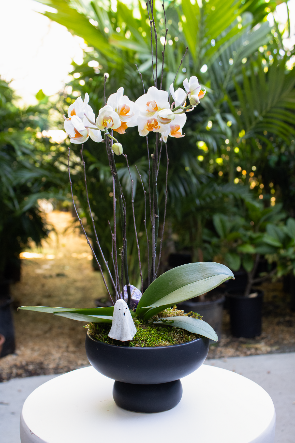 Halloween Orchid Arrangements @ Cabin John - 7pm on October 8th
