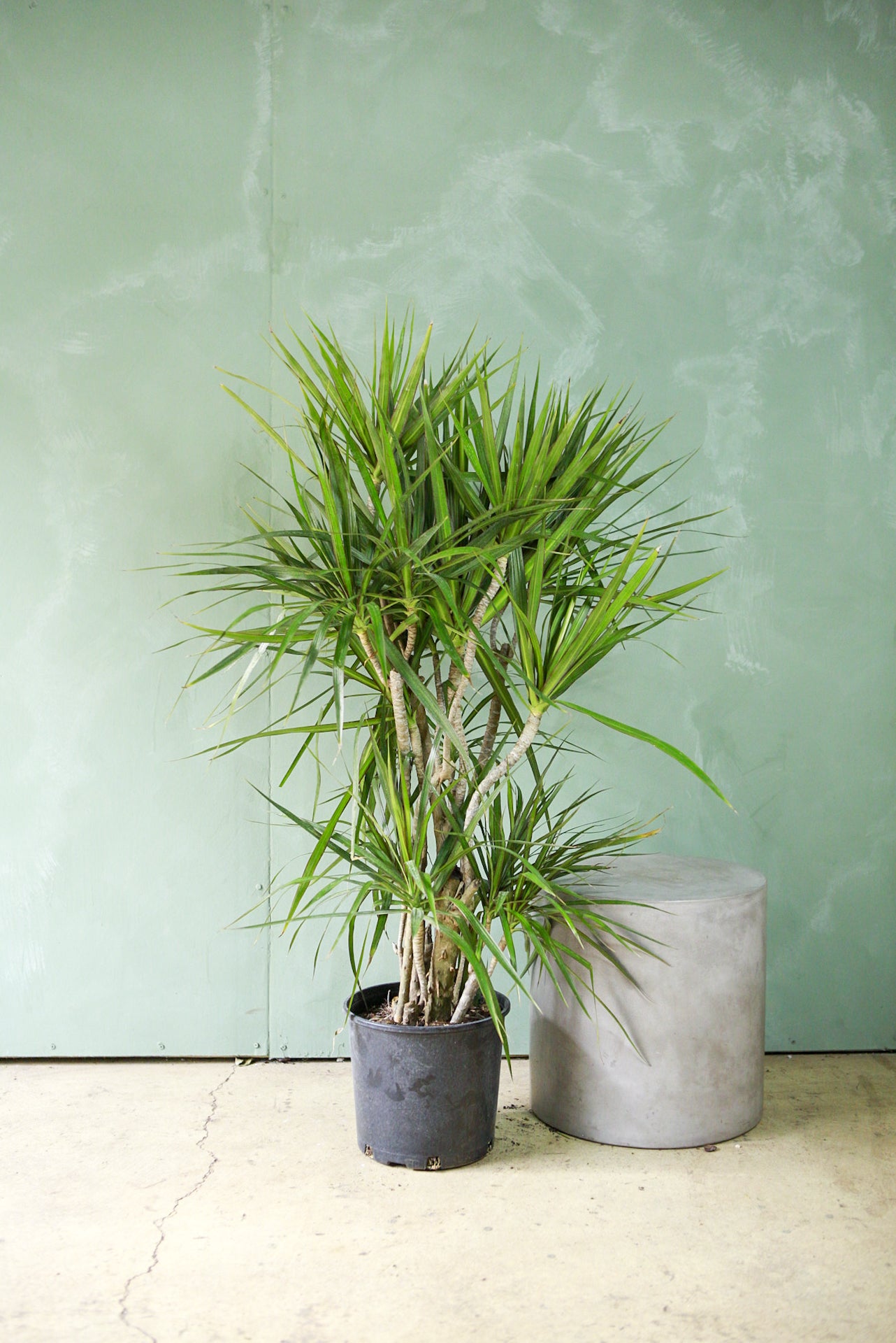 Dracaena marginata