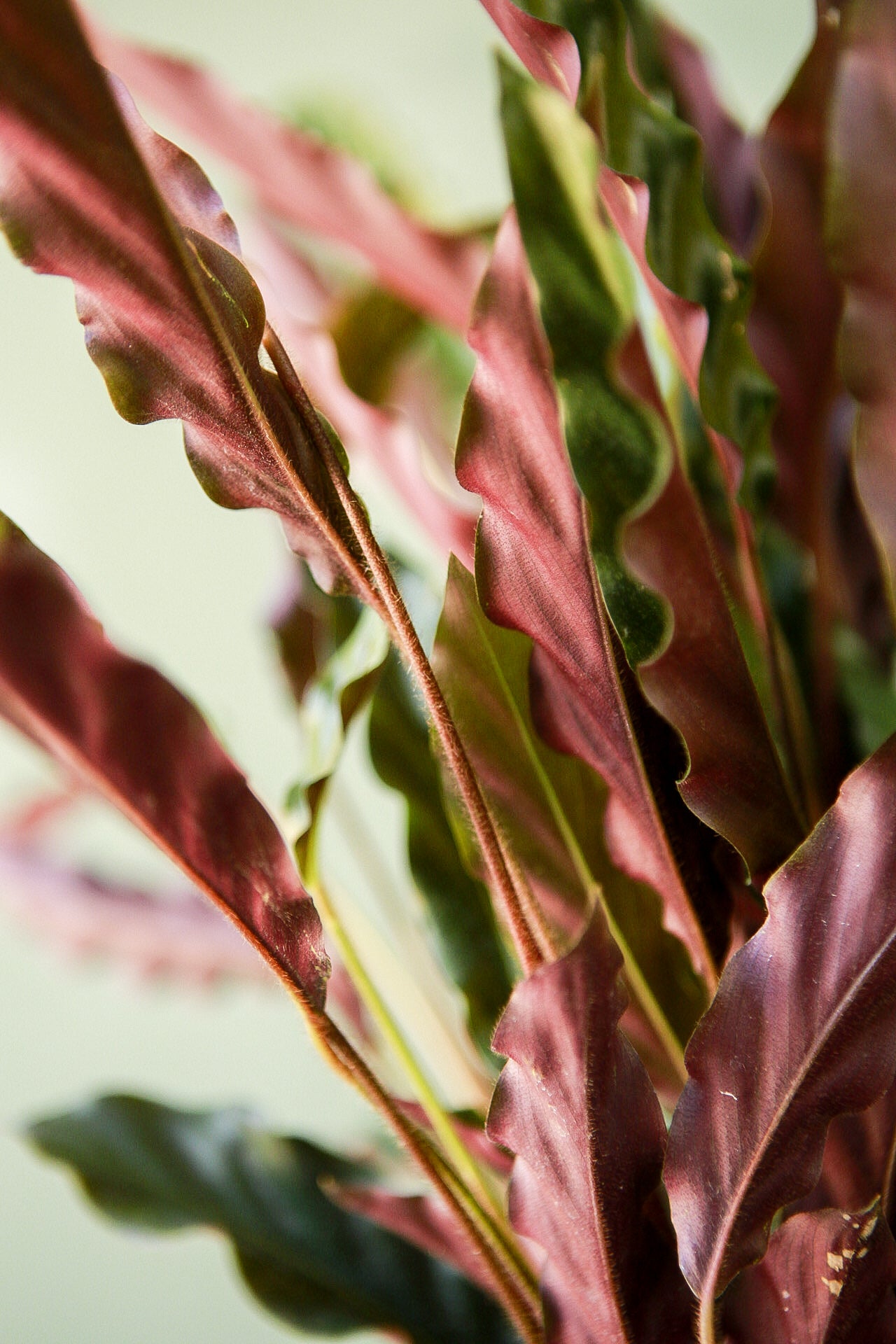 Calathea 'Furry Feather'
