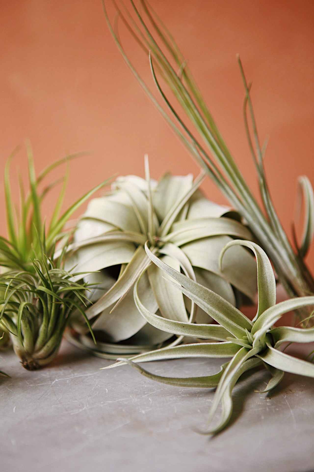 Air Plant Vivarium Workshop @ Capitol Hill - 7pm on August 27th