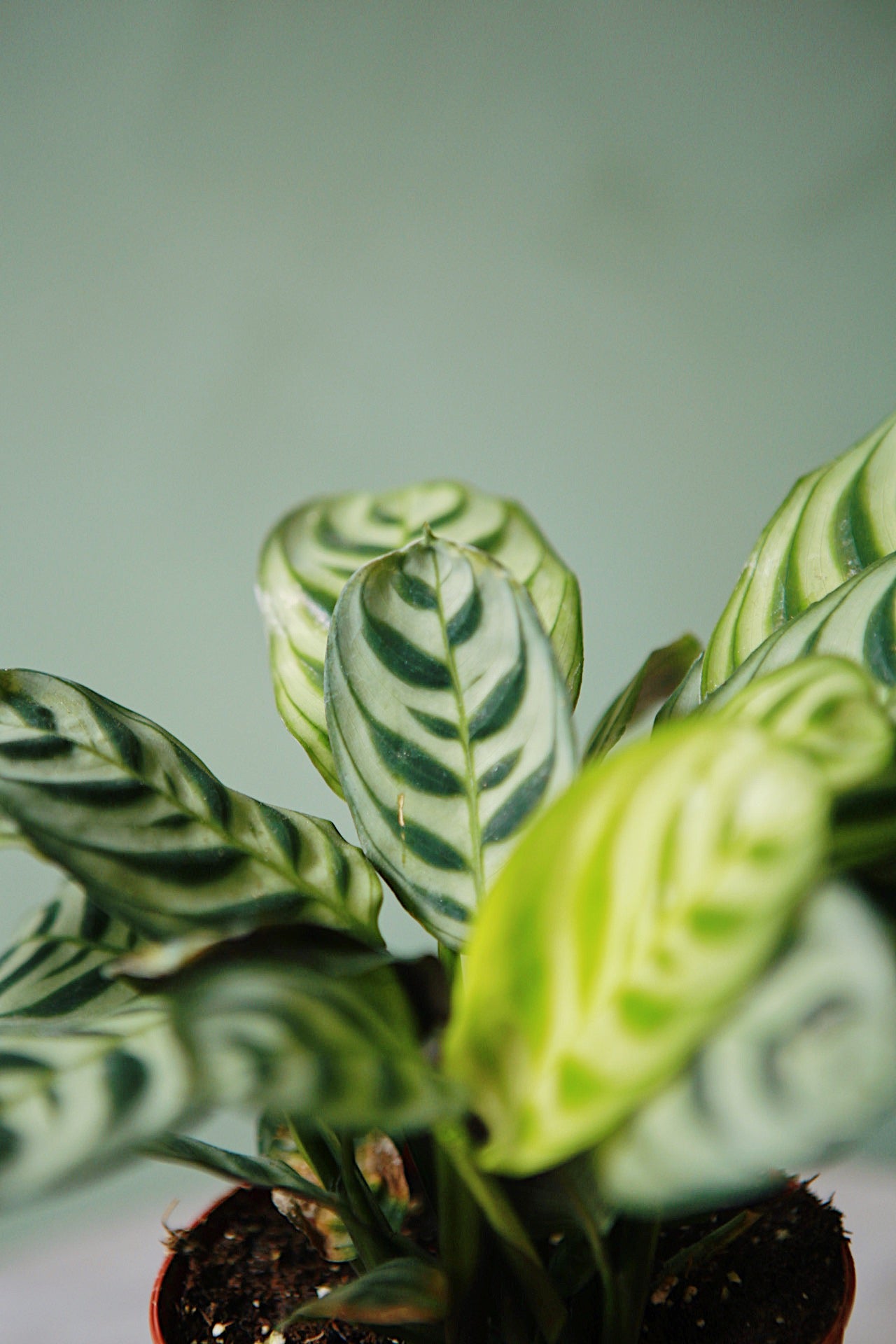 Ctenanthe Burle Marx