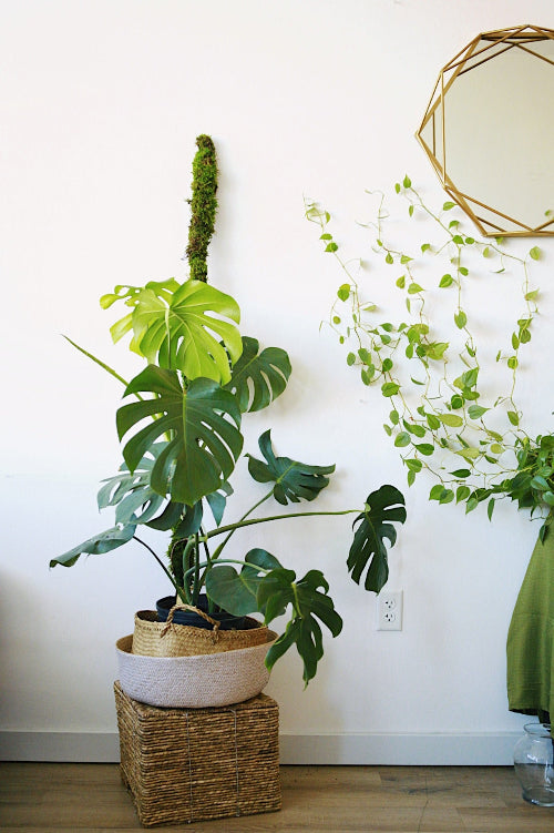 Custom Moss Pole