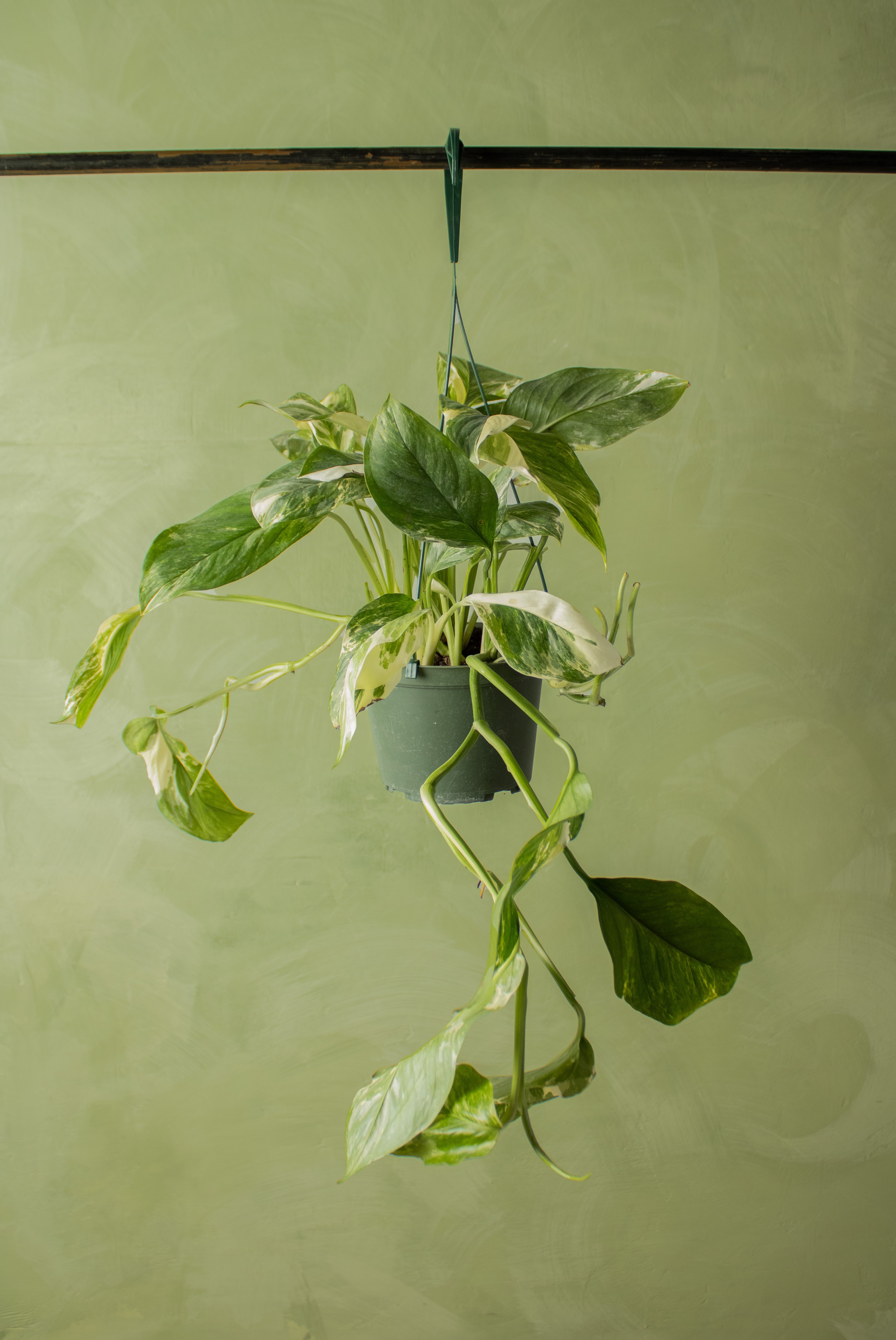 Monstera lechieriana var.