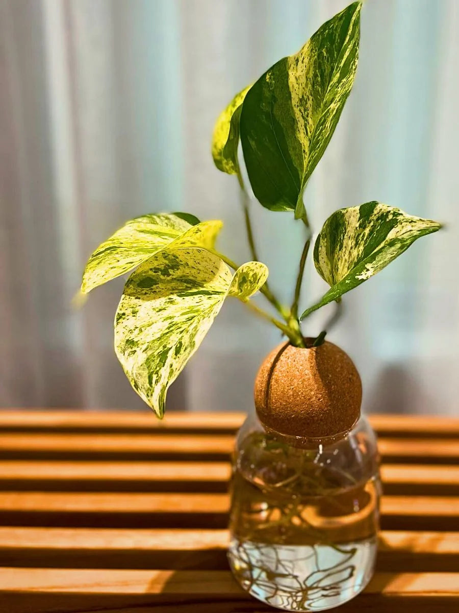 Semi-Hydroponics Workshop @ Ballston - 7pm on September 29th