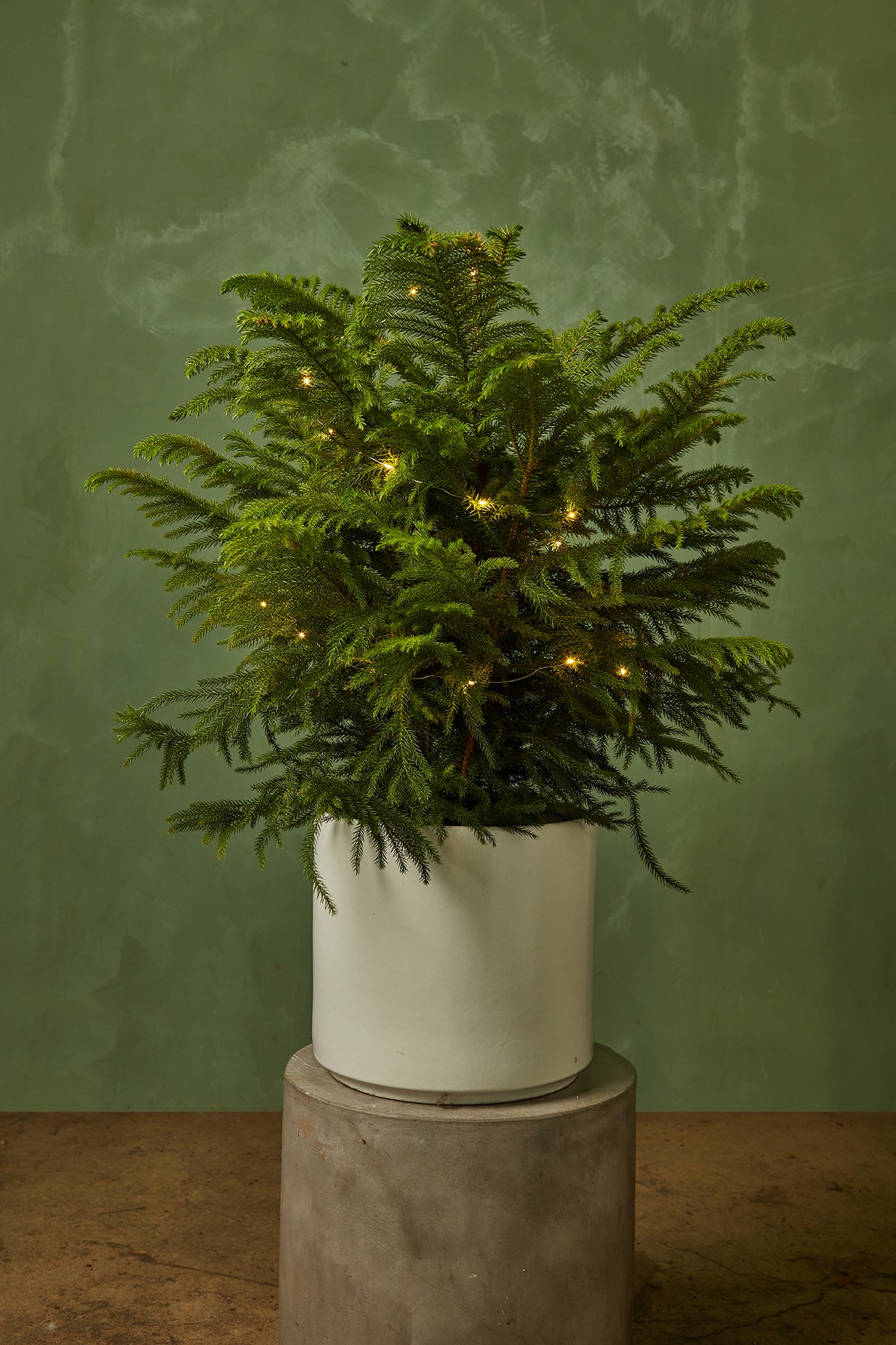 12/07 Tiny Christmas Tree Workshop @ 6PM REWILD Ballston