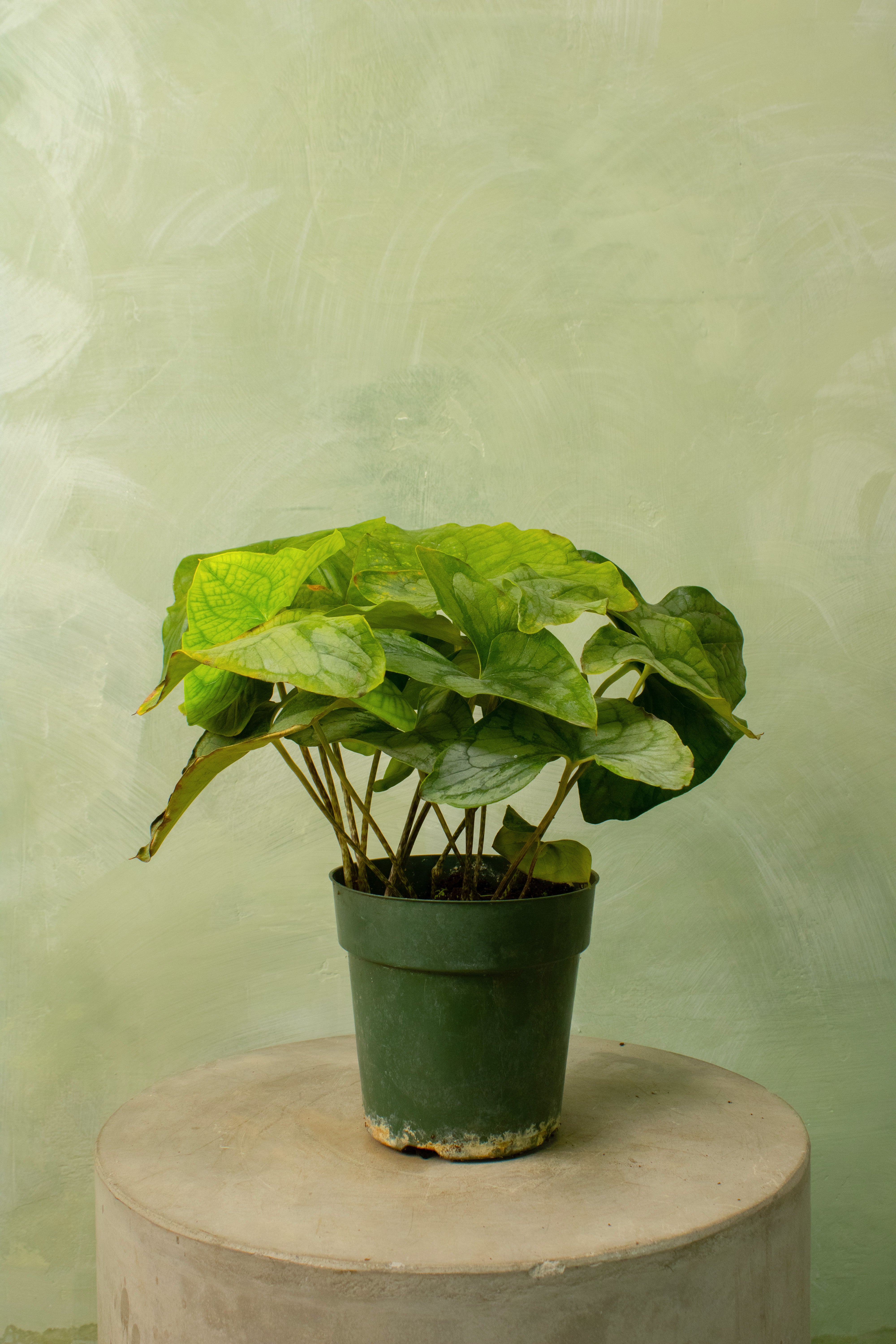 Stylochaeton bogneri