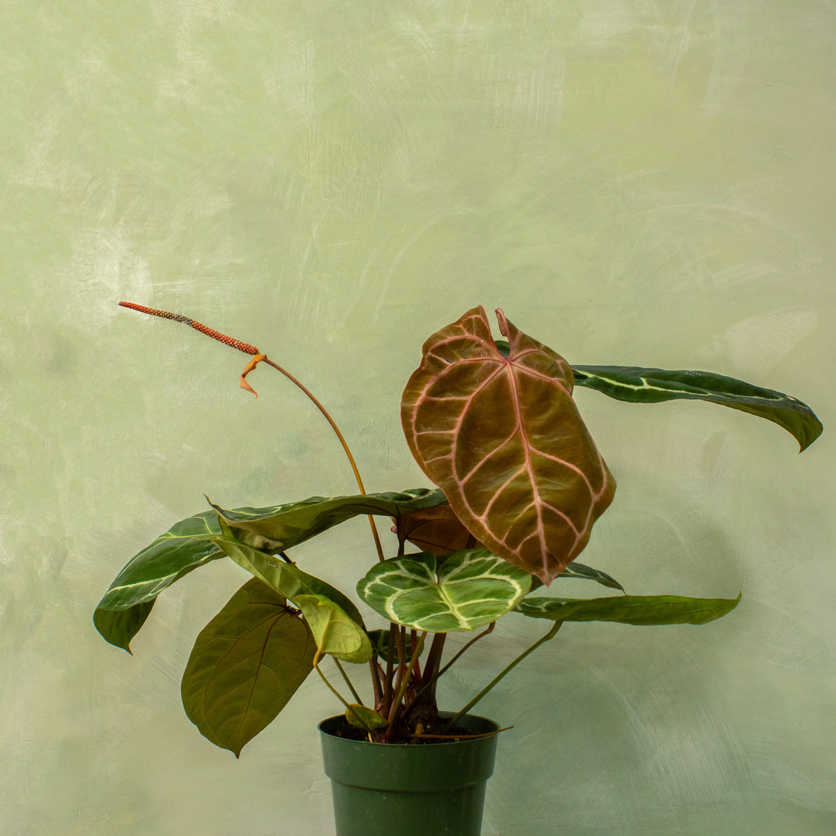 Anthurium Tezula Red Crystallinum