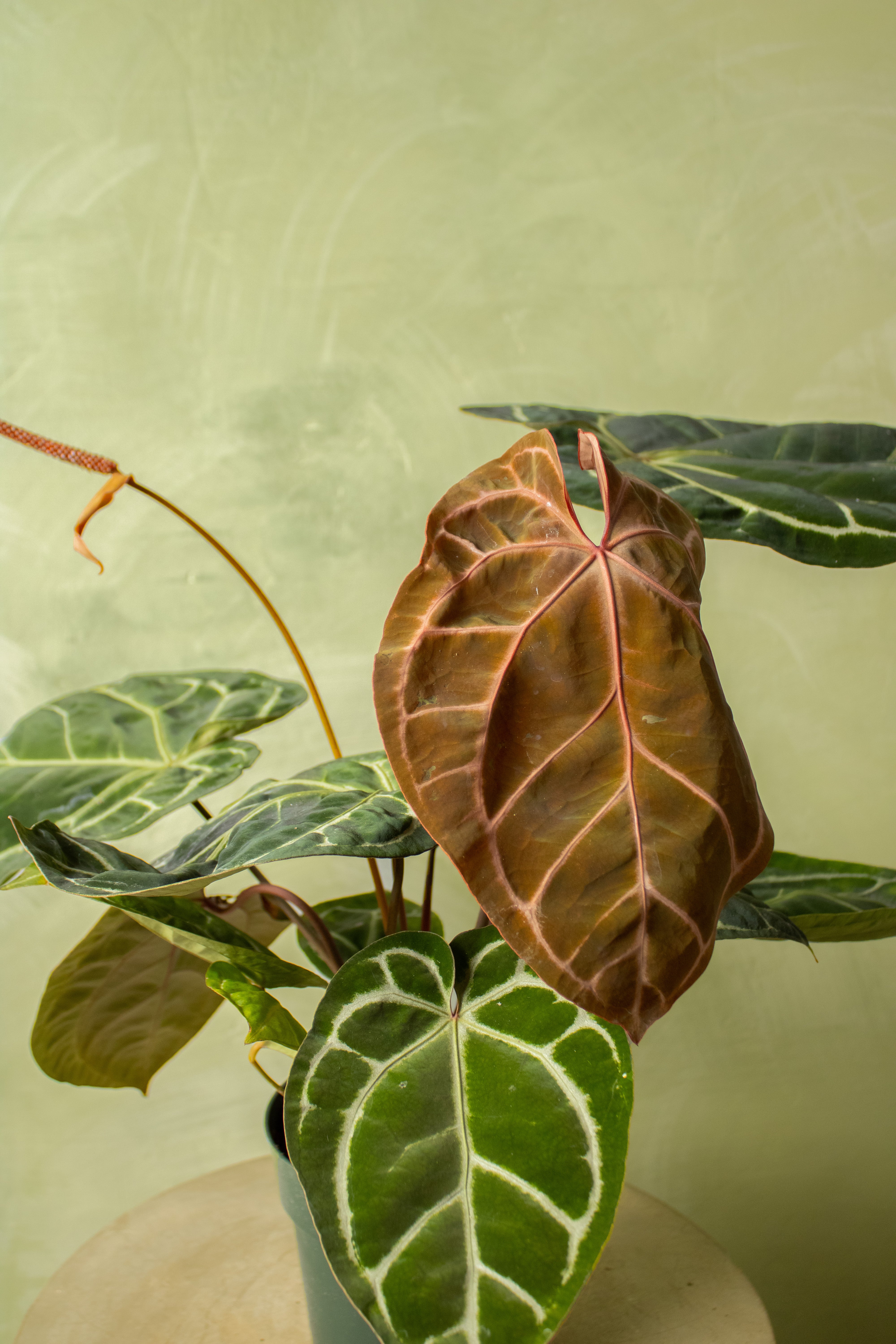 Anthurium Tezula Red Crystallinum - 4"