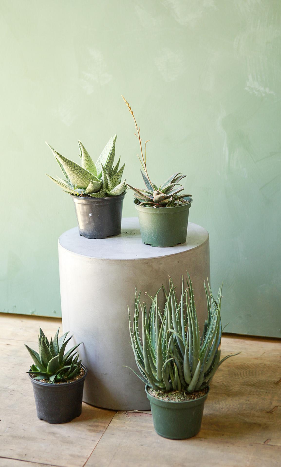 Exotic Aloe
