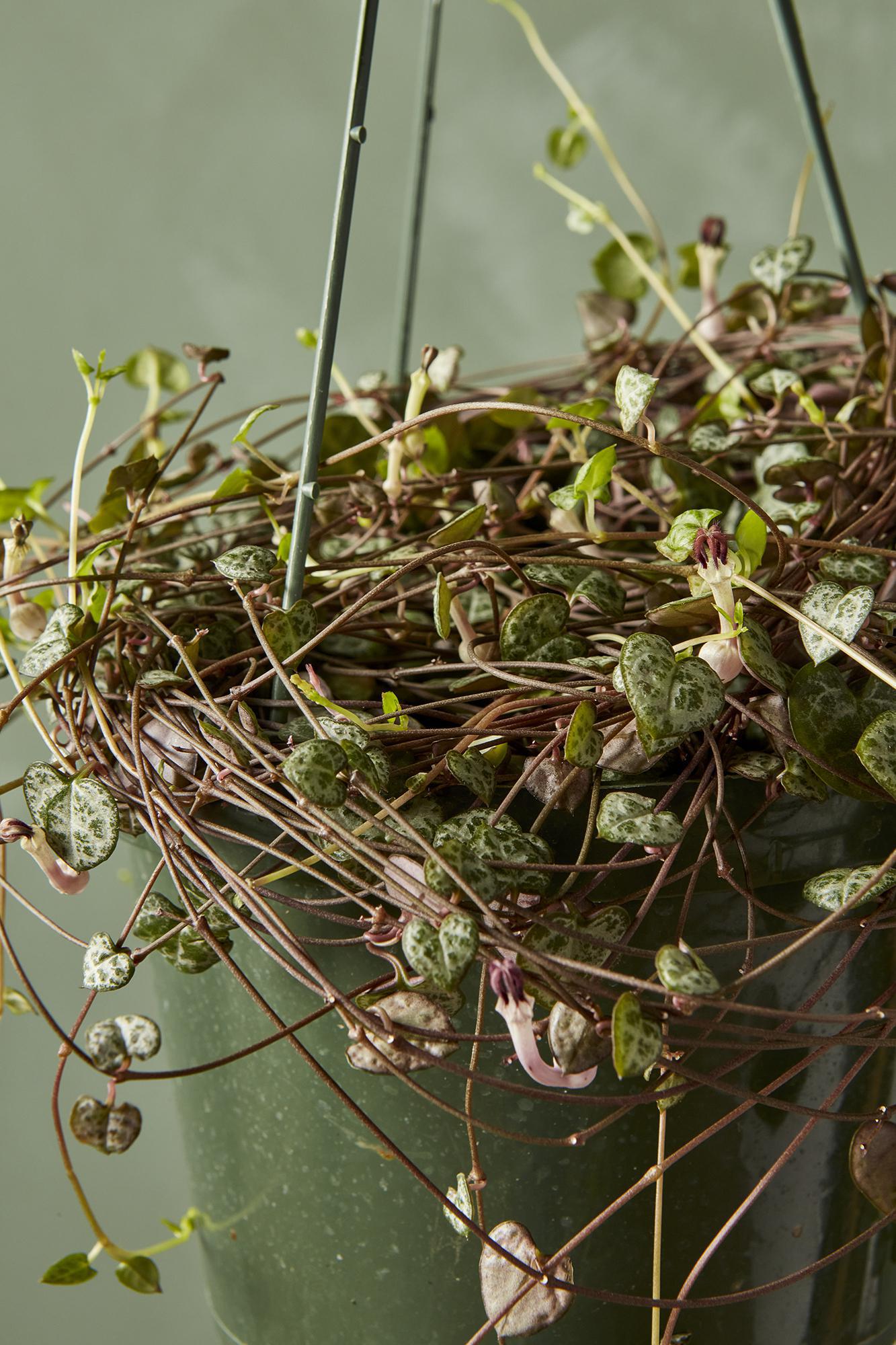 String of Hearts