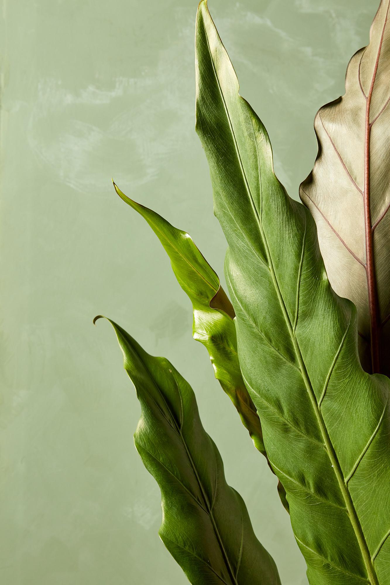 Alocasia lauterbachiana