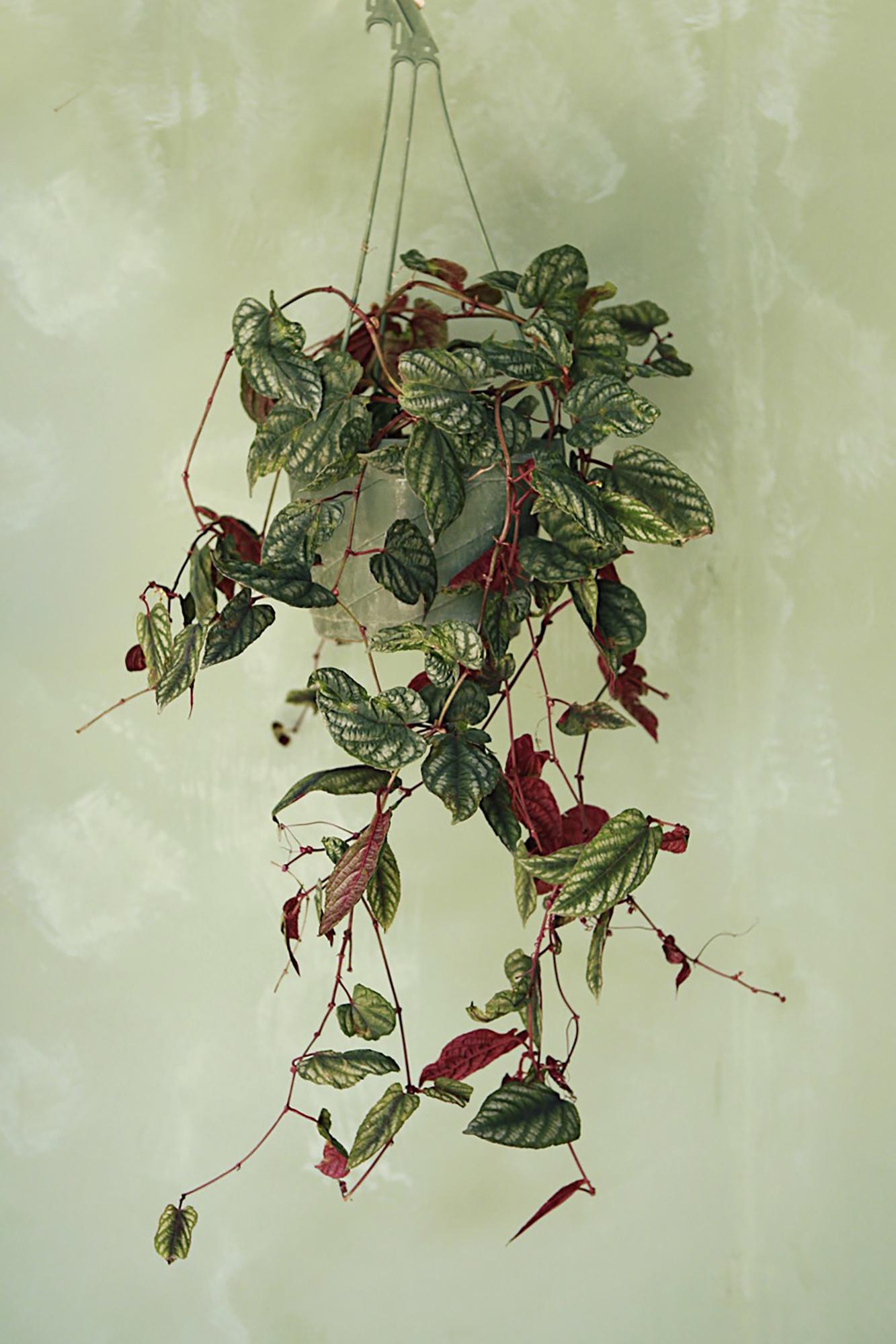 Cissus discolor