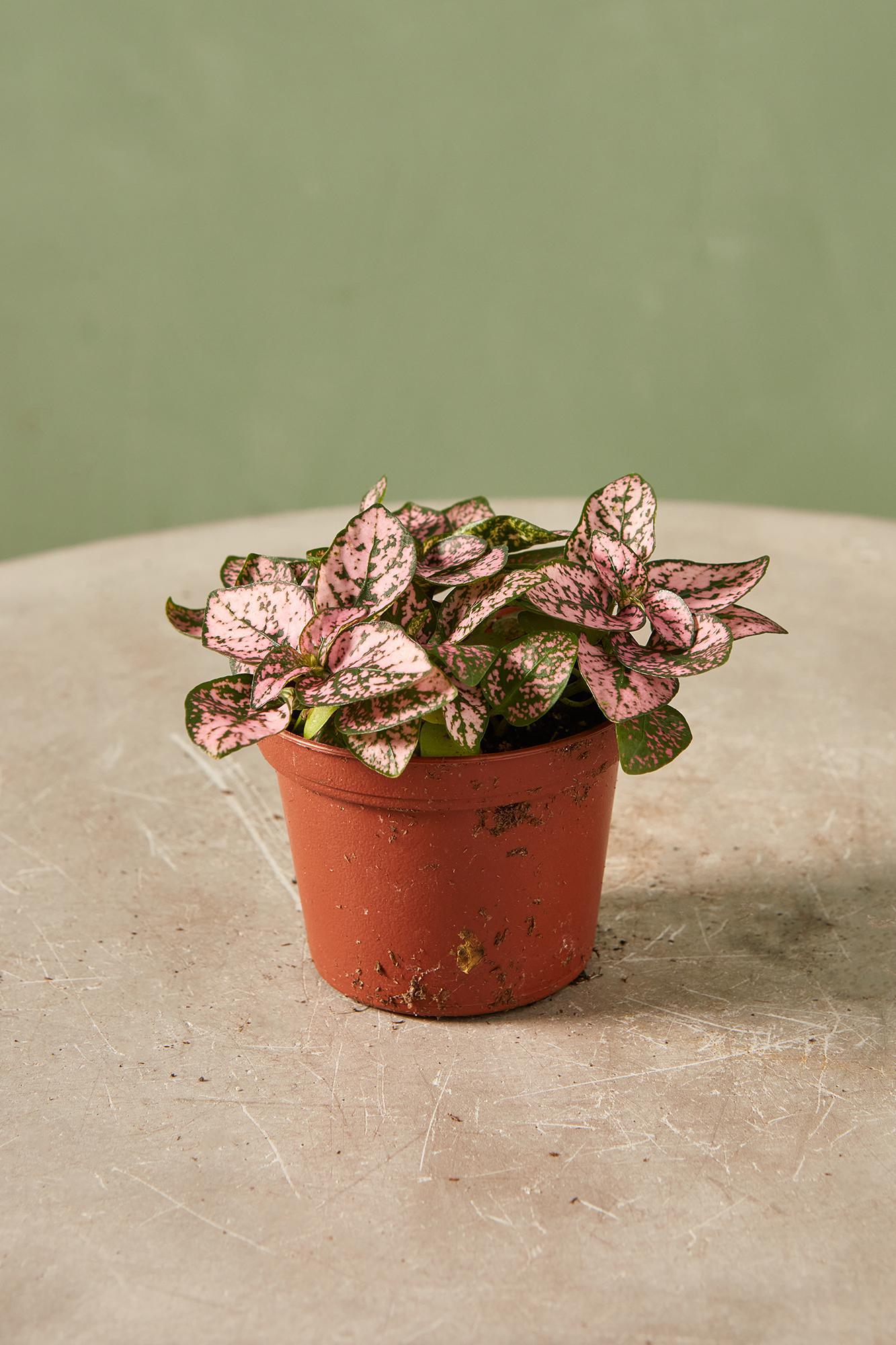 Polka Dot Plant