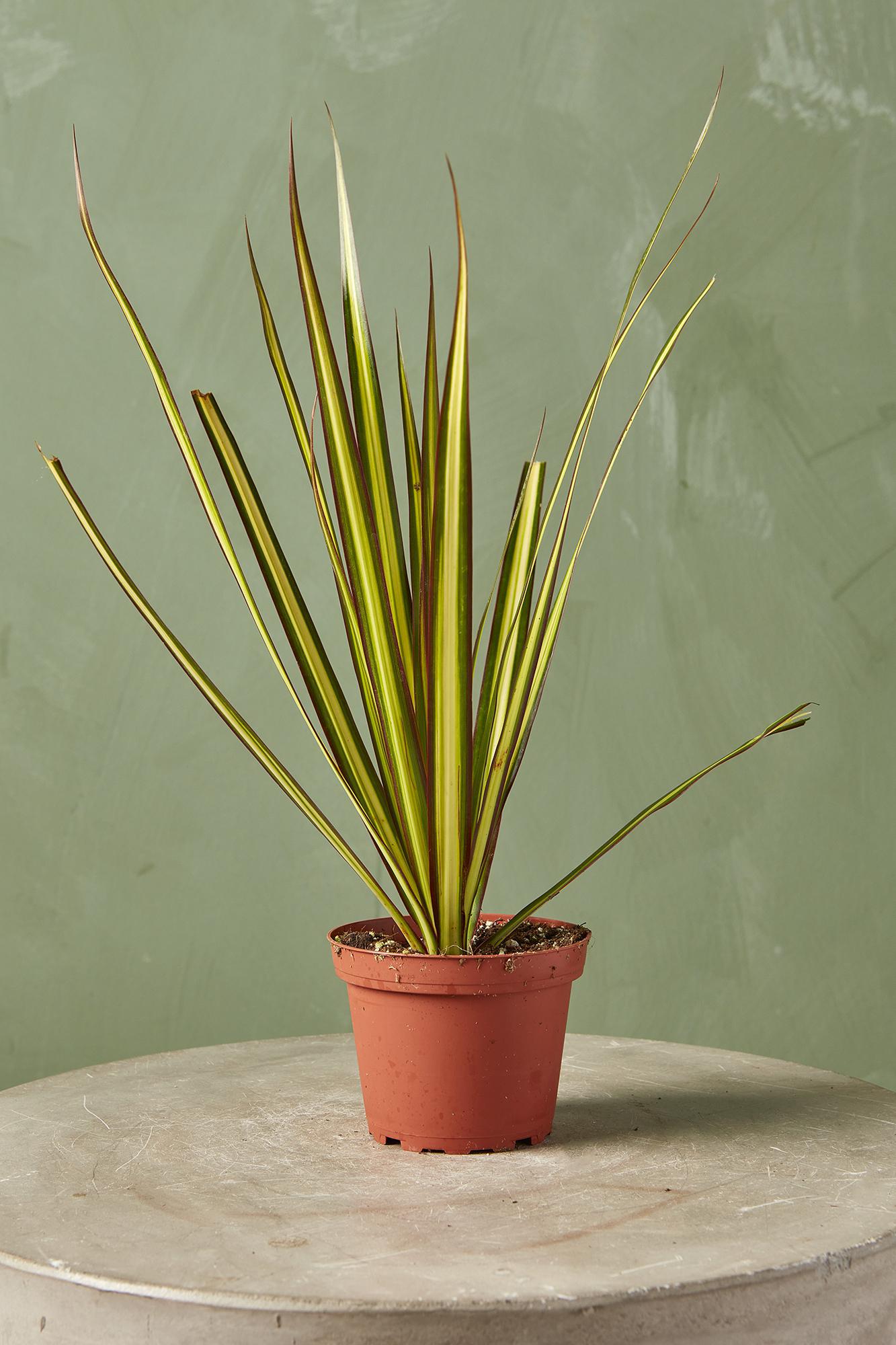 Dracaena 'Kiwi'
