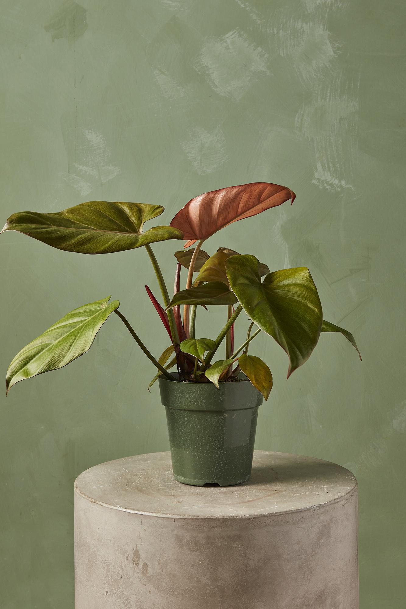 Philodendron 'Summer Glory'