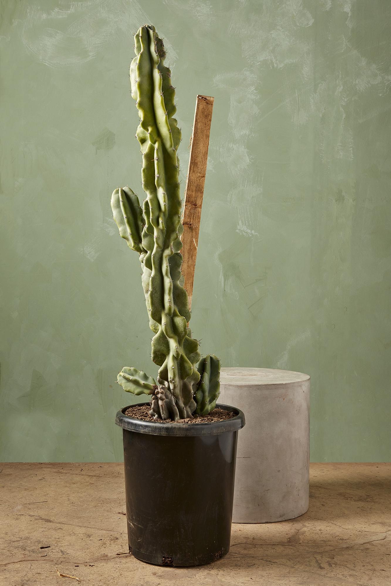 Monstrous Cereus Peruvianus
