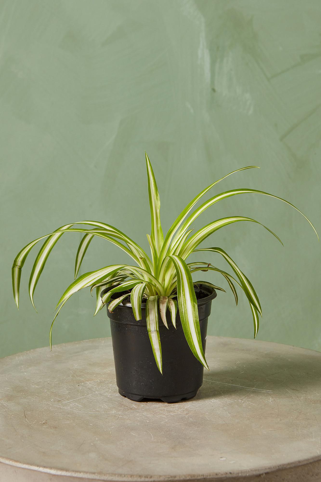 Spider Plant