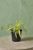 Spider Plant