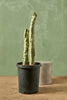Totem Pole Cactus