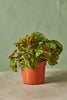 Rex Begonia 'Black Lightning'